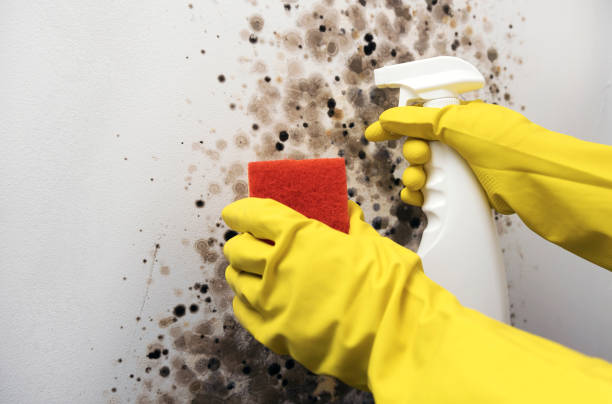 Best Commercial Mold Remediation in Coal Grove, OH